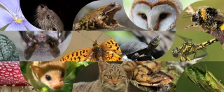 Soutenez la SHNA-OFAB pour préserver les richesses naturelles de la Bourgogne !