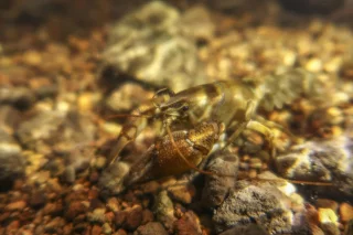 Austropotamobius pallipes