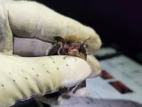 Myotis brandtii