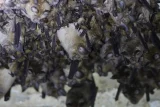 Rhinolophus ferrumequinum, Rhinolophus euryale, Myotis emarginatus