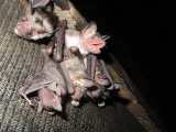 Myotis myotis