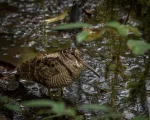 Bécasse des Bois