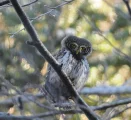 Glaucidium passerinum
