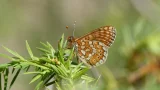 Euphydryas aurinia