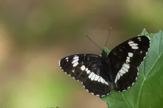 Limenitis camilla