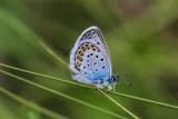 Polyommatus icarus