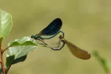 Calopteryx virgo