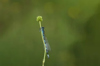 Coenagrion ornatum