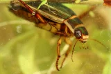 Dytiscus marginalis