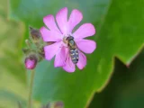 Syrphidae