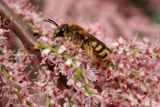Liste rouge Abeilles sauvages