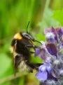 Bombus hortorum