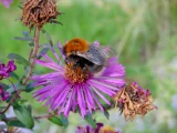 Bombus hypnorum