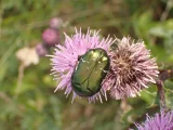 Cetonia aurata