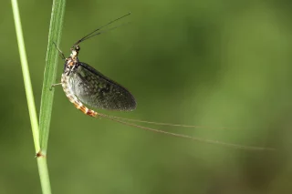 Liste rouge Éphémères