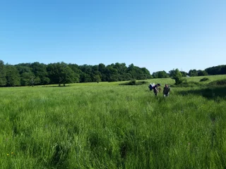 Prospection entomologique 