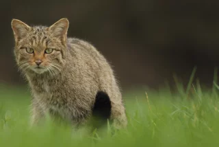 Liste rouge Mammifères