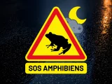 Zoom : SOS Amphibiens