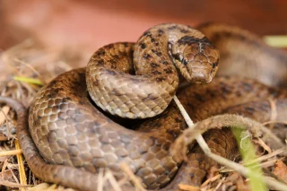 Liste rouge Reptiles