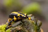 Salamandra salamandra