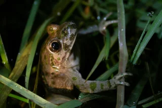 Liste rouge Amphibiens