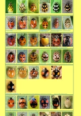 Galerie Photographique