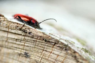 Pyrrhidium sanguineum