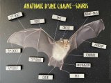 Les chauves-souris à l'honneur à l'école Marie Curie