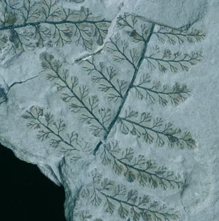 Participez aux fouilles de Muse !