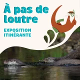 Exposition sur la Loutre d'Europe
