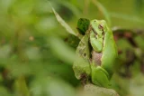 *Hyla arborea*