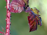 Les Rubus d'Aubigny