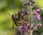 Pollinisateurs et insectes aux ABC Cosnes-sur-Loire