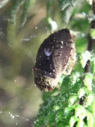 Ilyocoris cimicoides