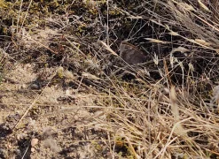 *Hipparchia statilinus*