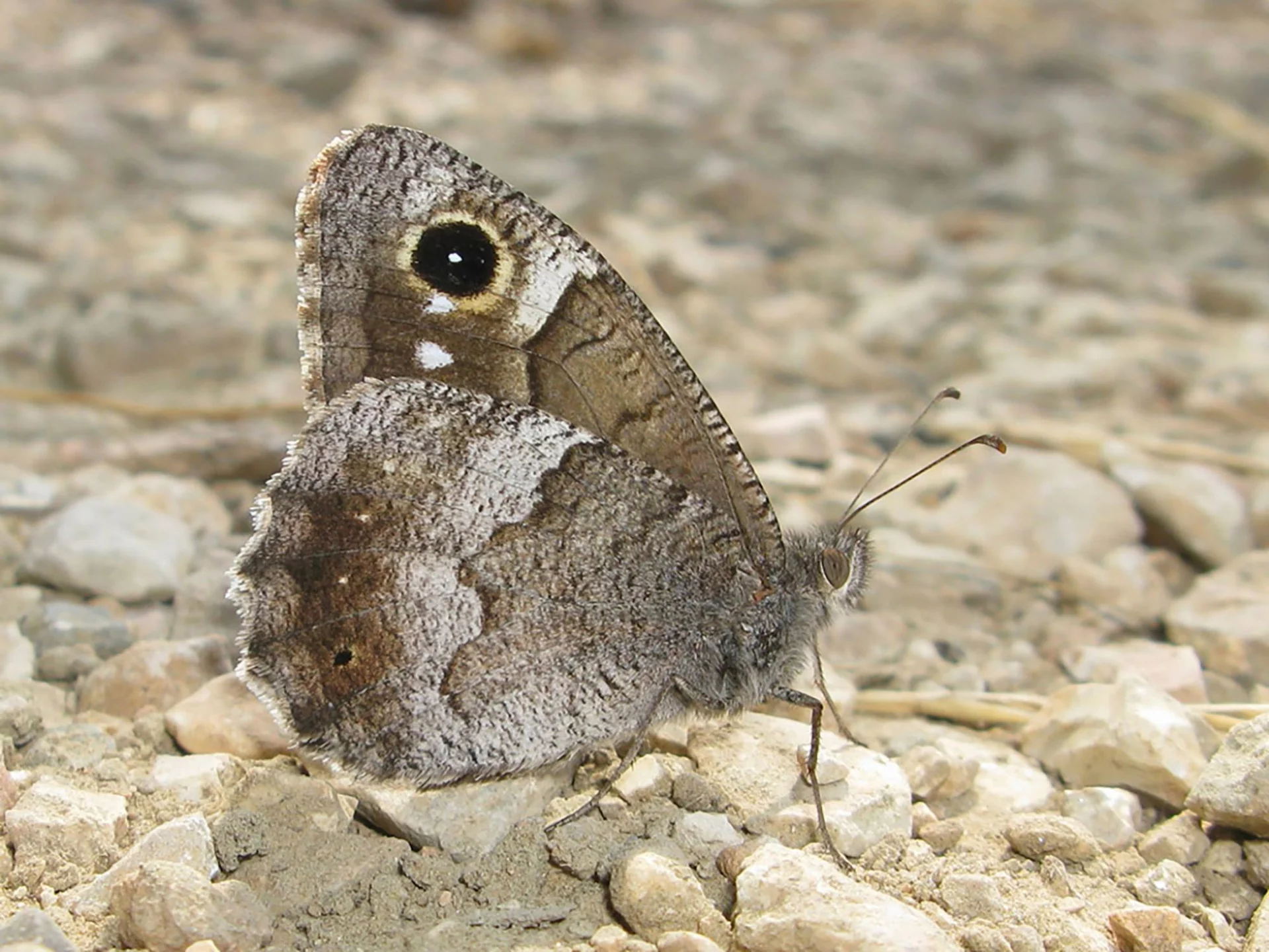 *Hipparchia statilinus*