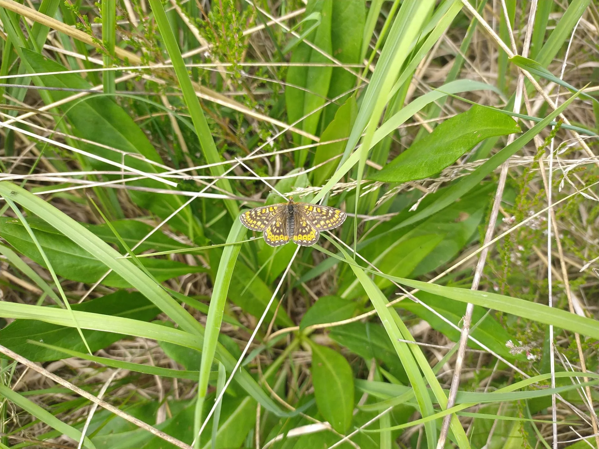 Euphydryas aurinia