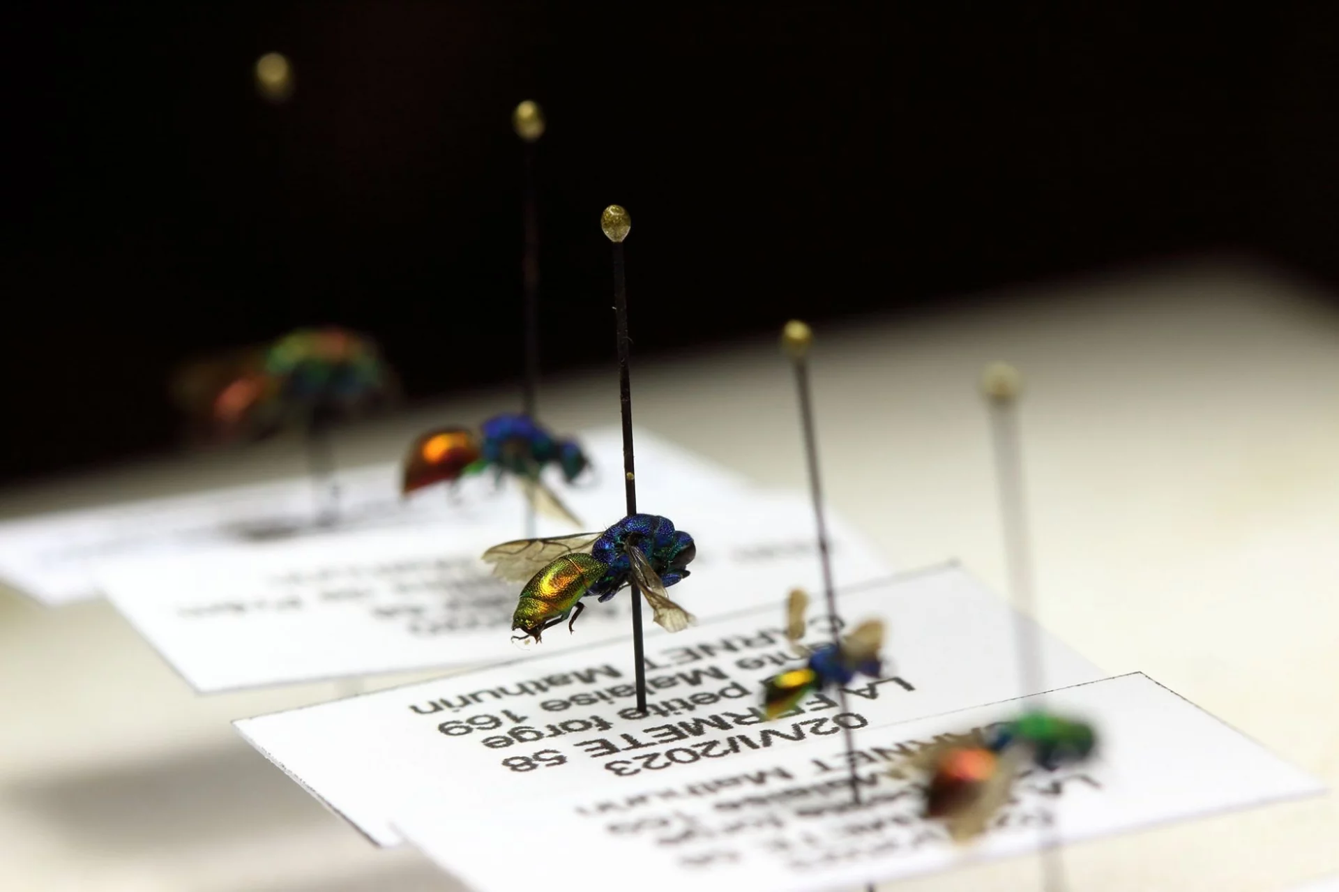 hymenoptera chrysididae