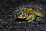 Bufo bufo