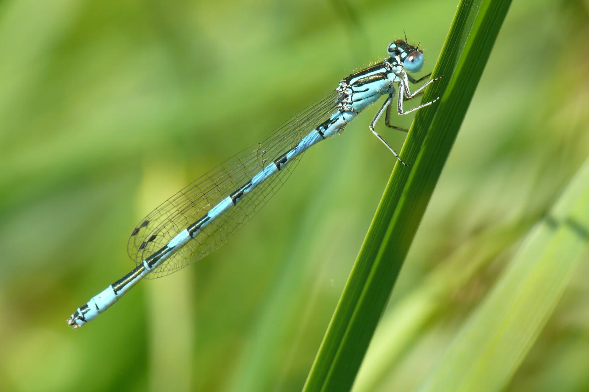 Coenagrion mercuriale