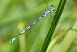 Coenagrion mercuriale