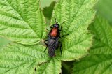 Clitellaria ephippium