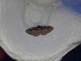Catarhoe rubidata