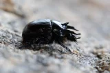 Typhaeus typhoeus