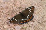 Limenitis populi 
