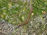 Hirudo medicinalis