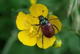 Phyllopertha horticola