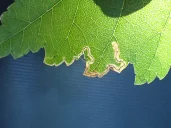Stigmella ulmivora