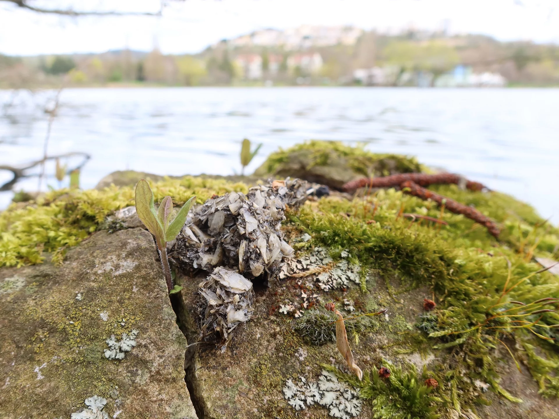 Épreinte au bord du lac