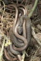Natrix helvetica & Anguis fragilis
